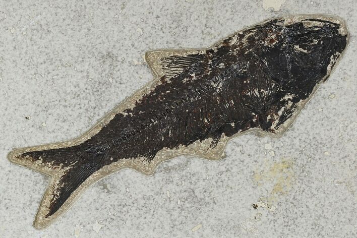 Fossil Fish (Knightia) - Green River Formation #114003